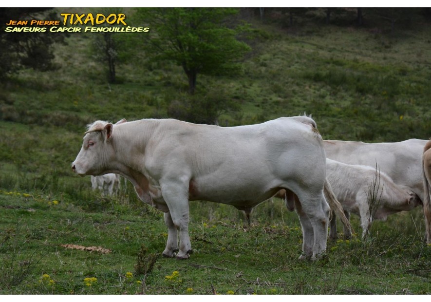 Le BOEUF et le VEAU CHAROLAIS BIO en vente directe