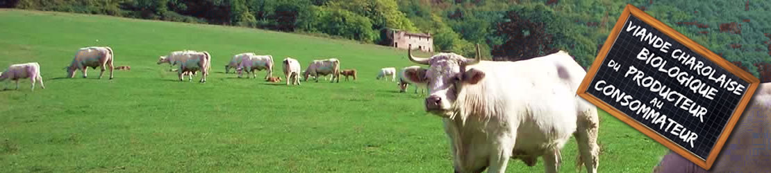 Viande charolaise bio du producteur au consommateur